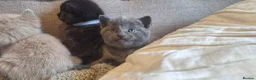 British Shorthair cats for sale: Beautiful BSH cross tortoiseshell kitten  - Advert 11