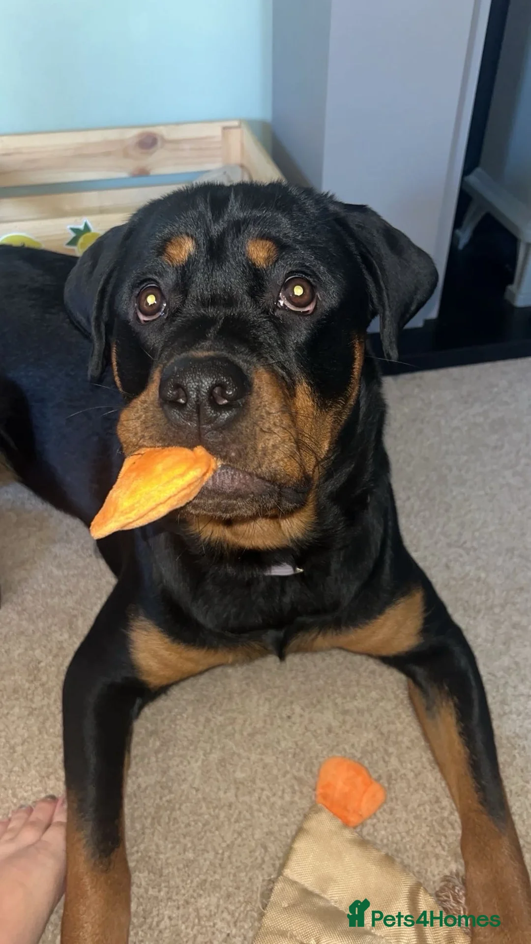 Rottweiler dogs for sale: Female Rottweiler 15 months old  - Advert 2