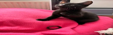 Spook (MALE)