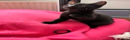 Domestic Shorthair cats for sale: Kittens for sale - Advert 16