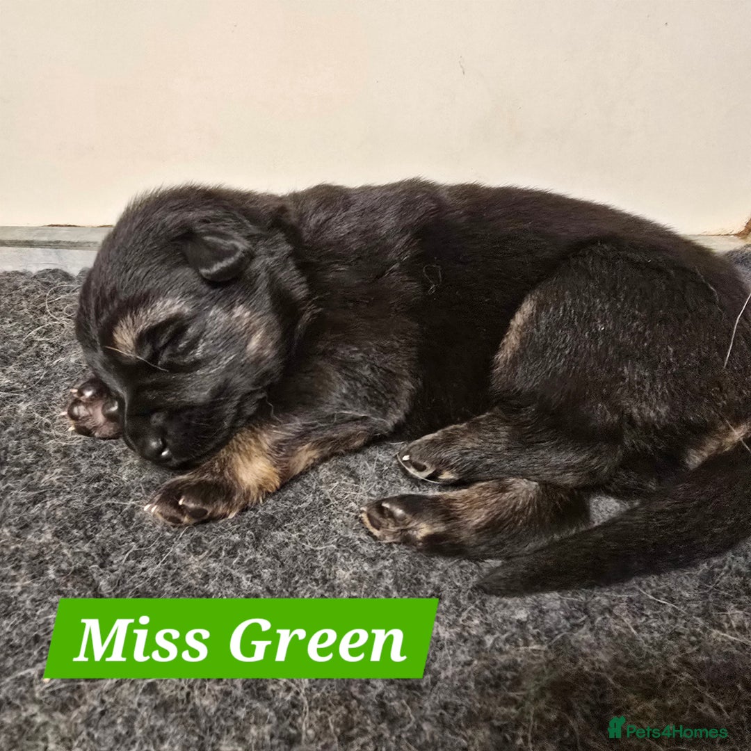 German Shepherd dogs for sale: Outstanding German Shepherd Puppies - Advert 13