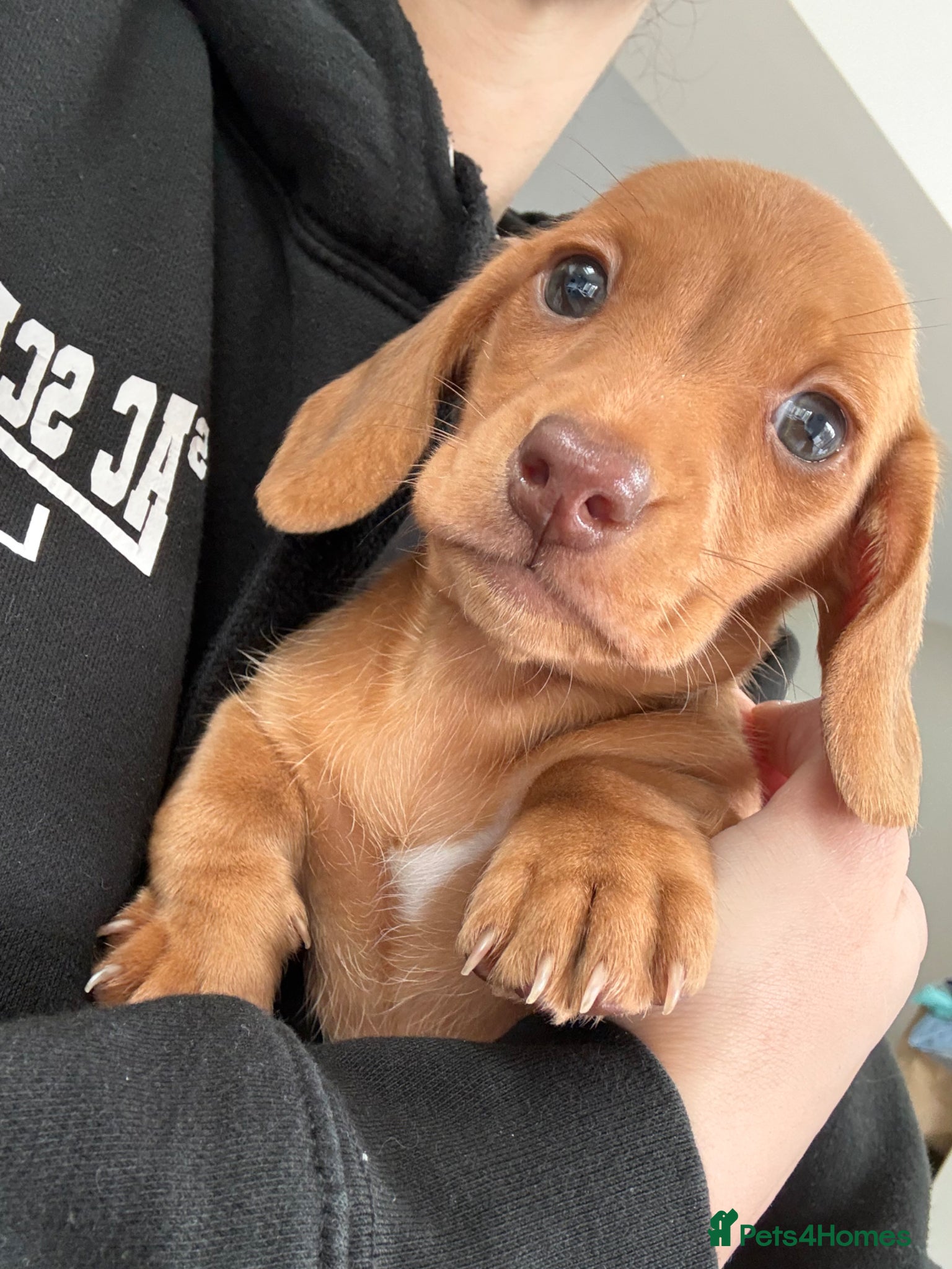 Miniature Dachshund dogs Miniature dachshunds boys can leave today 🤍 - Advert 17