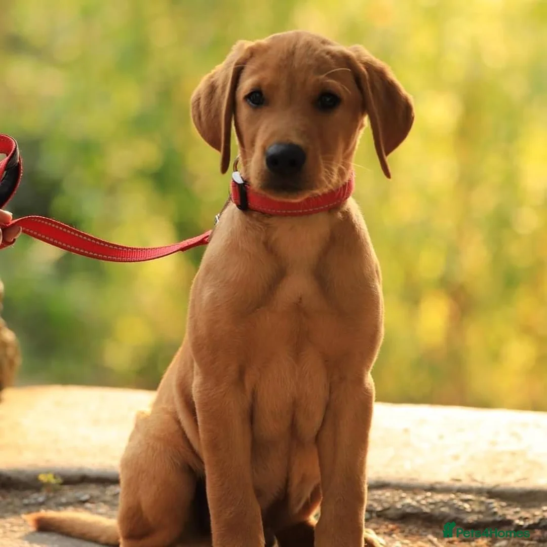 Labrador Retriever dogs for stud: Our Handsome FULLY HEALTH Tested Fox Red Stud Dog in Bristol - Advert 8