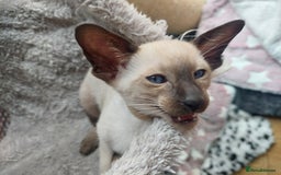 Siamese cats for sale: Siamese GCCF Registered Kittens - Image 22