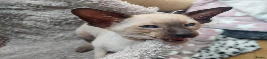 Siamese Kitten 2