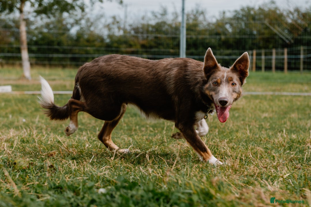 Border Collie dogs for sale: Fully health tested lilac and white kcreg puppies  - Image 11