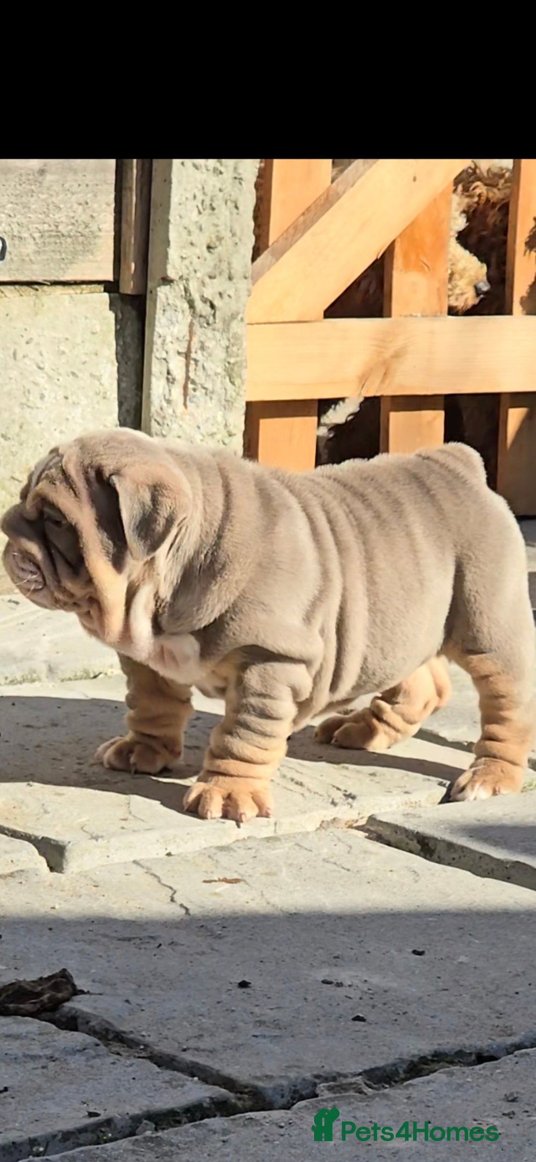 English Bulldog dogs for sale: 💥💥ENGLISH BULLDOG 💥💥 in Manchester - Image 4
