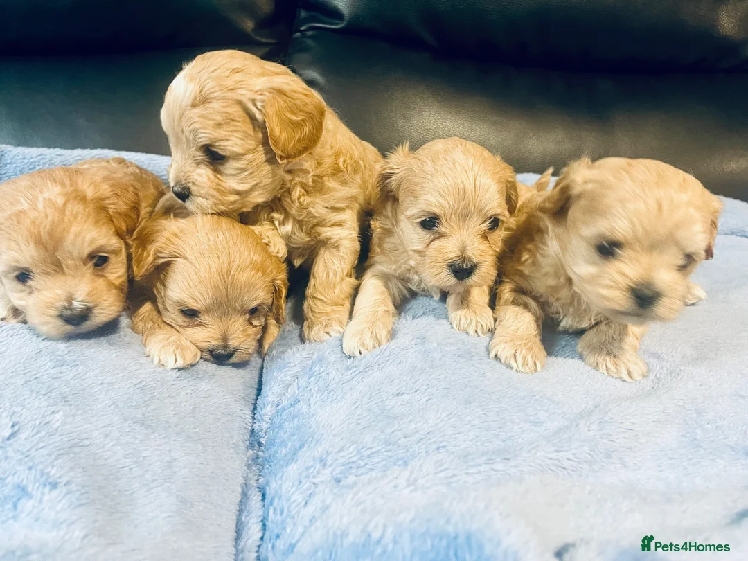 Maltipoo dogs for sale: F1 Maltipoo - Advert 2