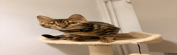 Bengal cats for sale: Beautiful 10 Month Old Bengal Cat - Advert 6