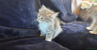 Siberian cats - Advert 14