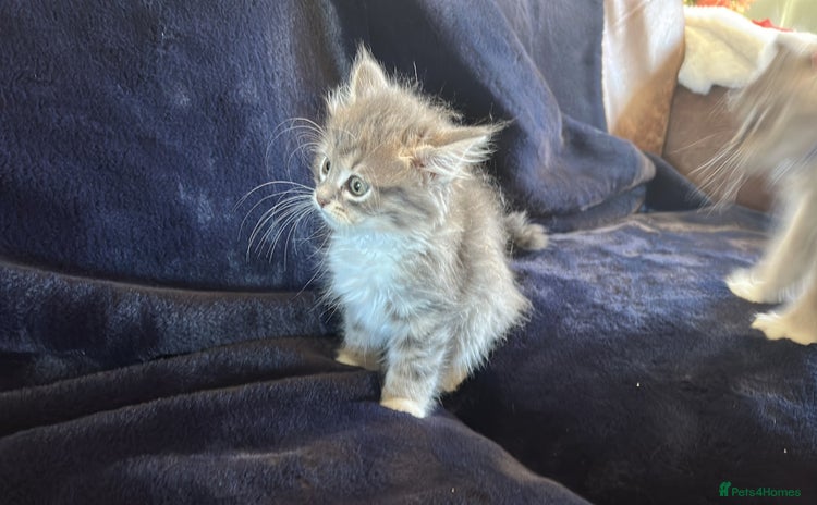 Siberian cats - Advert 6