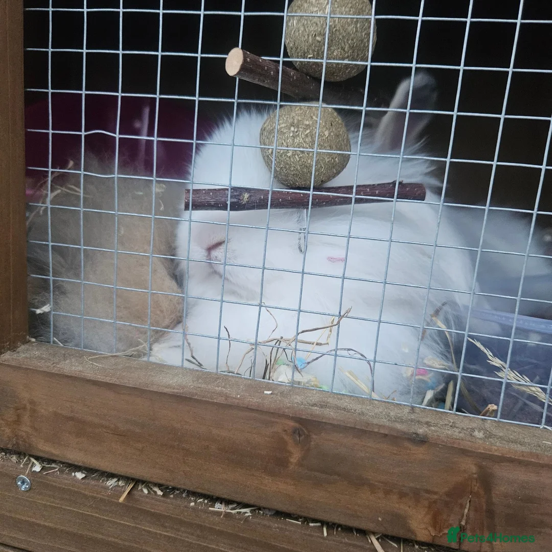 Lionhead rabbits for sale: Lion head male rabbits brothers in Newport - Advert 1