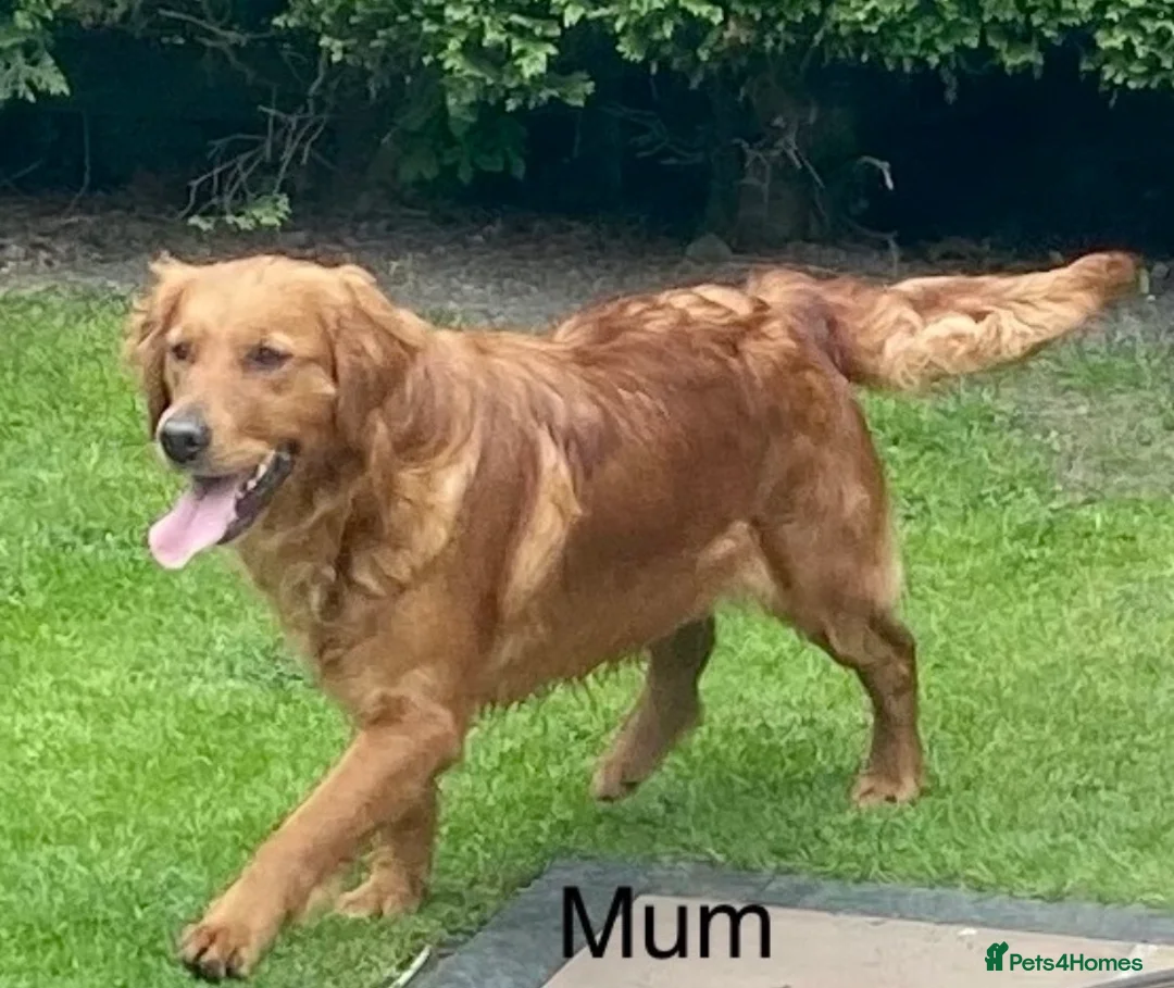 Golden Retriever dogs for sale: Gorgeous red golden retrievers  - Advert 2