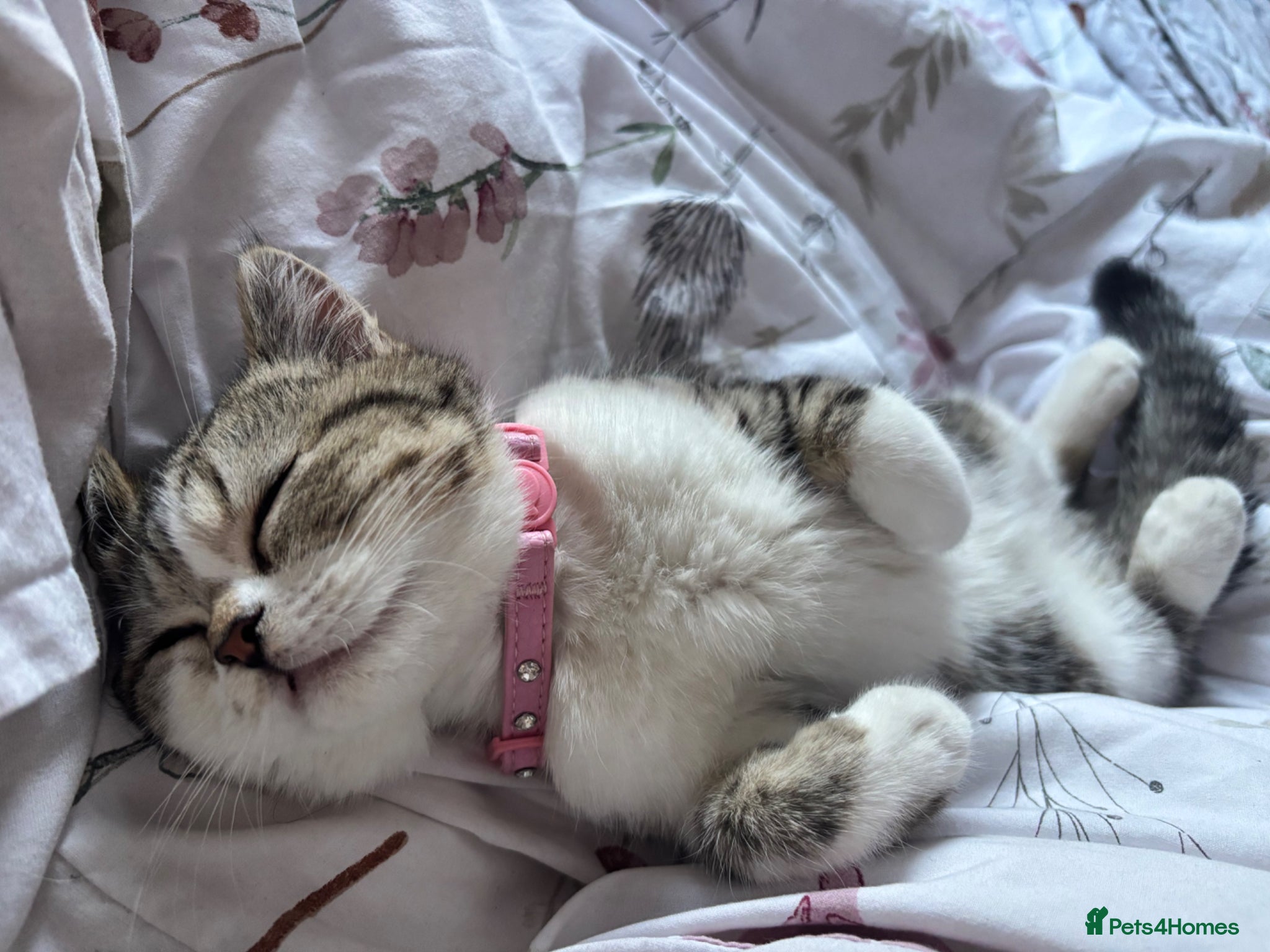 Mixed Breed cats Exotic shorthair cross kittens  - Advert 16