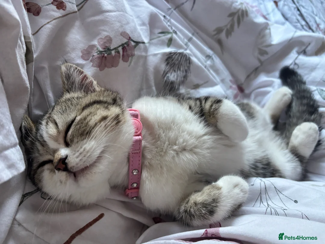 Mixed Breed cats for sale: Exotic shorthair cross kittens  - Advert 1