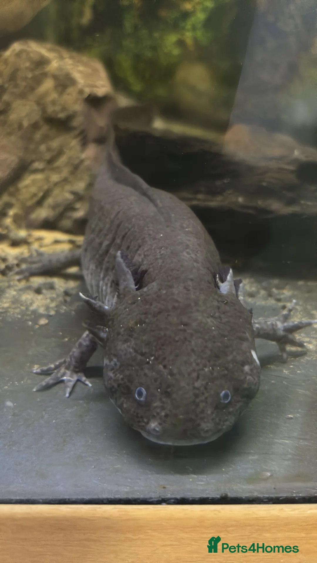 Axolotl reptiles for sale: 2x axolotls - Advert 2