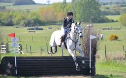 English Warmblood horses for sale: 16hh Schoolmistress  - Image 32