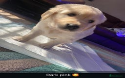 Golden Retriever dogs for sale: Gorgeous KC registered golden retriever puppys - Image 23