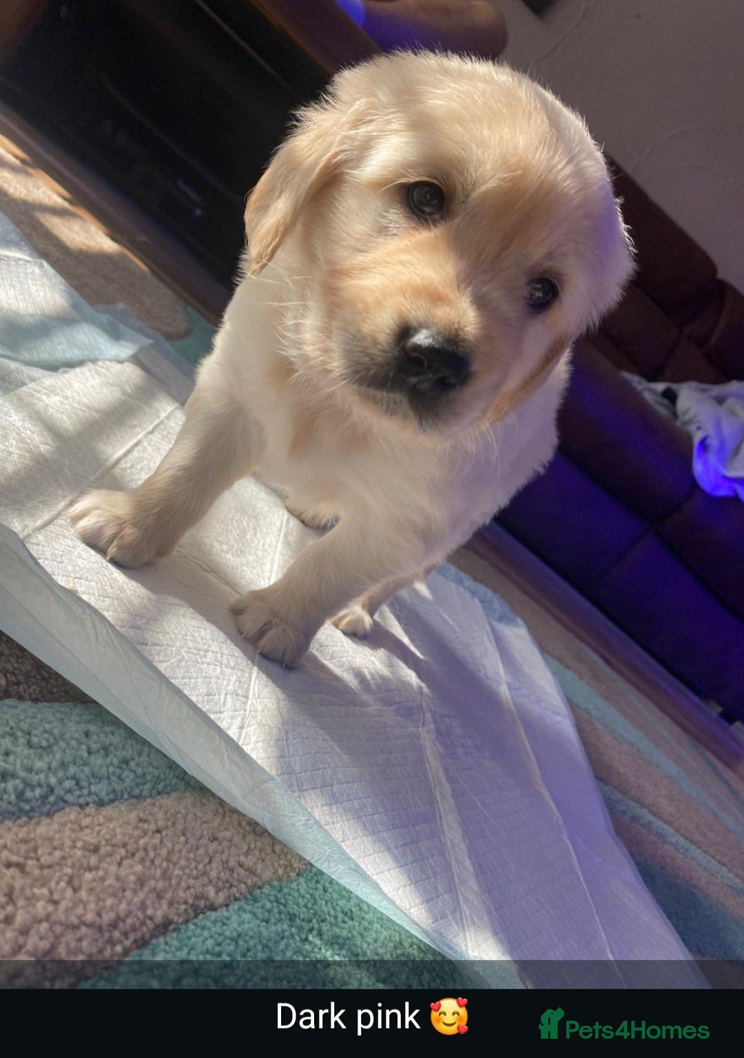 Golden Retriever dogs for sale: Gorgeous KC registered golden retriever puppys - Image 23