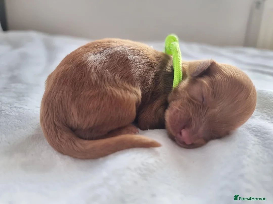 Cockapoo dogs for sale: F1 Cockapoo puppies fully DNA tested parents  - Advert 24