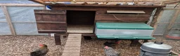 Chickens poultry for sale: Hybrid chickens for sale - Advert 4