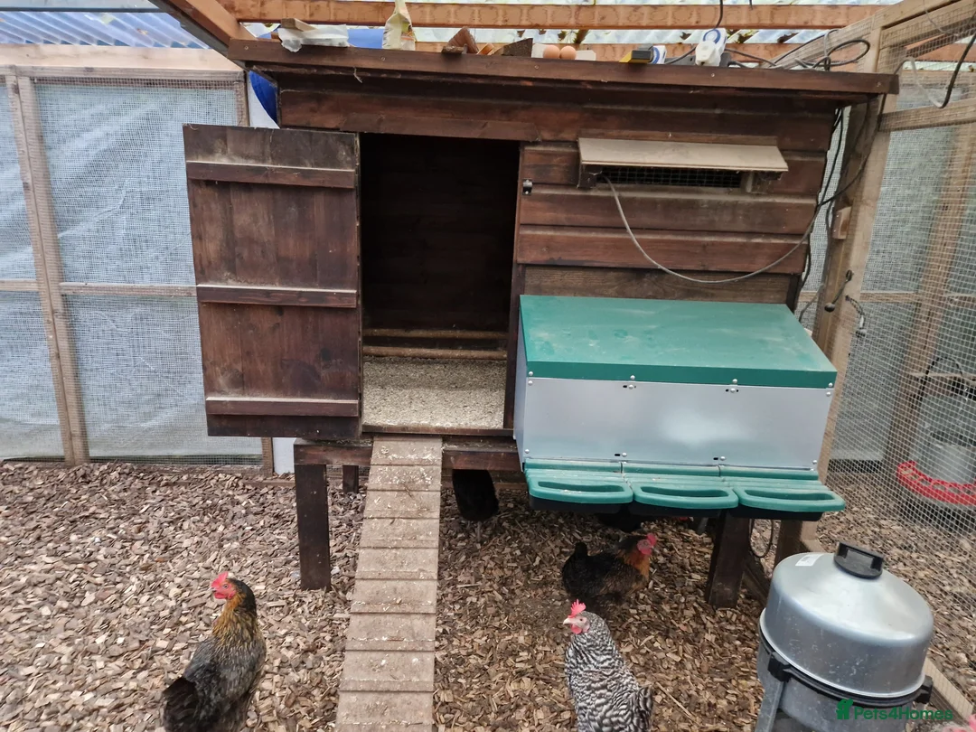 Chickens poultry for sale: Hybrid chickens for sale - Advert 4