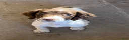 English Springer Spaniel dogs for sale:  Liver & White English Springer Spaniel Puppies - Advert 2