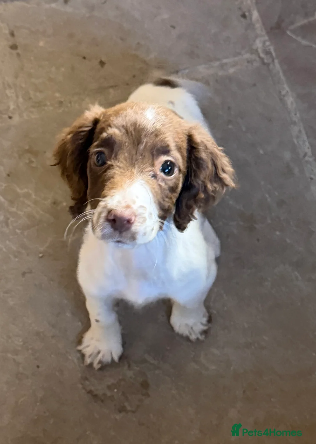 English Springer Spaniel dogs for sale:  Liver & White English Springer Spaniel Puppies - Advert 2