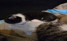 Russian Blue cats for sale: Russian blue =Main coon cross kittens  - Advert 14