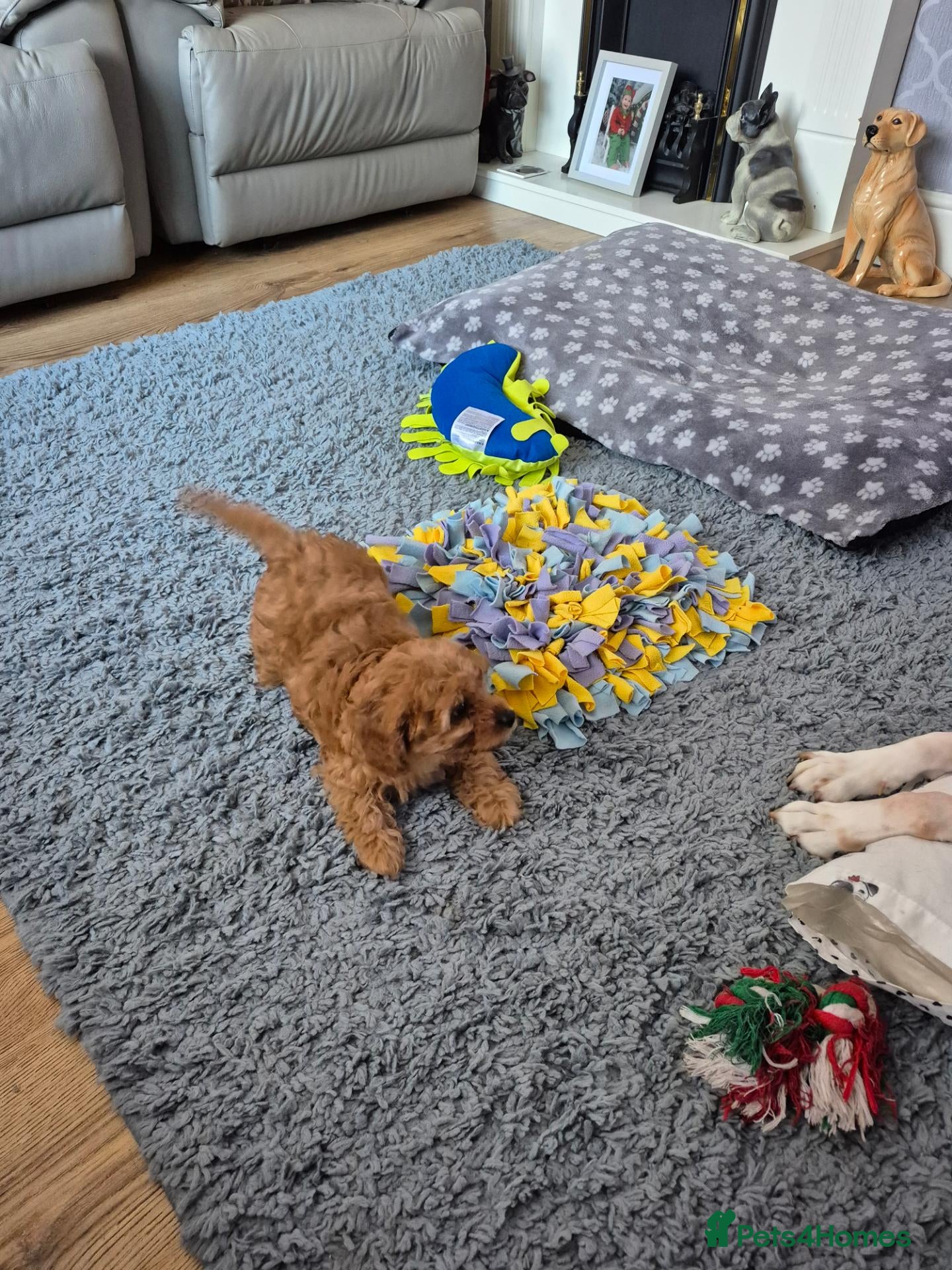 Cavapoo dogs Amazing Miniature cavapoo f1b puppies - Advert 2