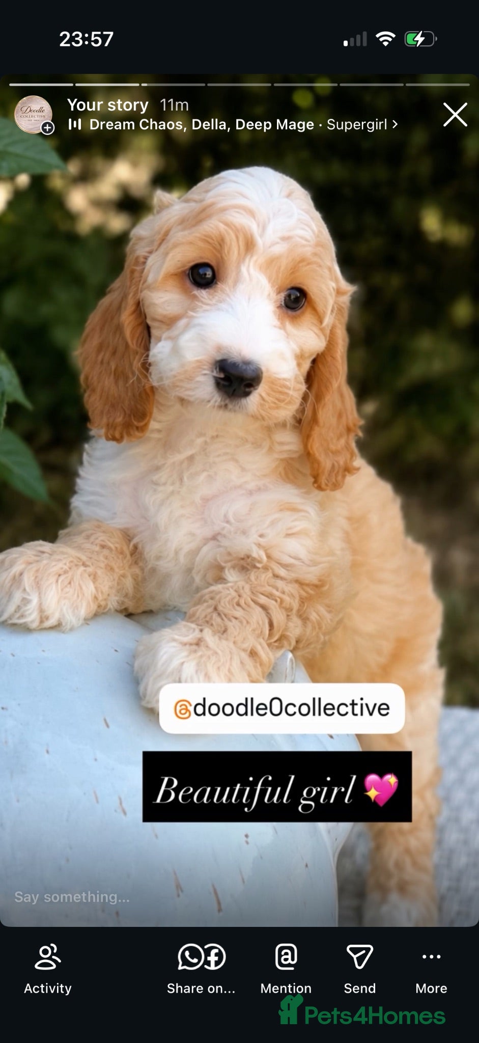 Cockapoo dogs F1 stunning cockapoos  - Advert 2