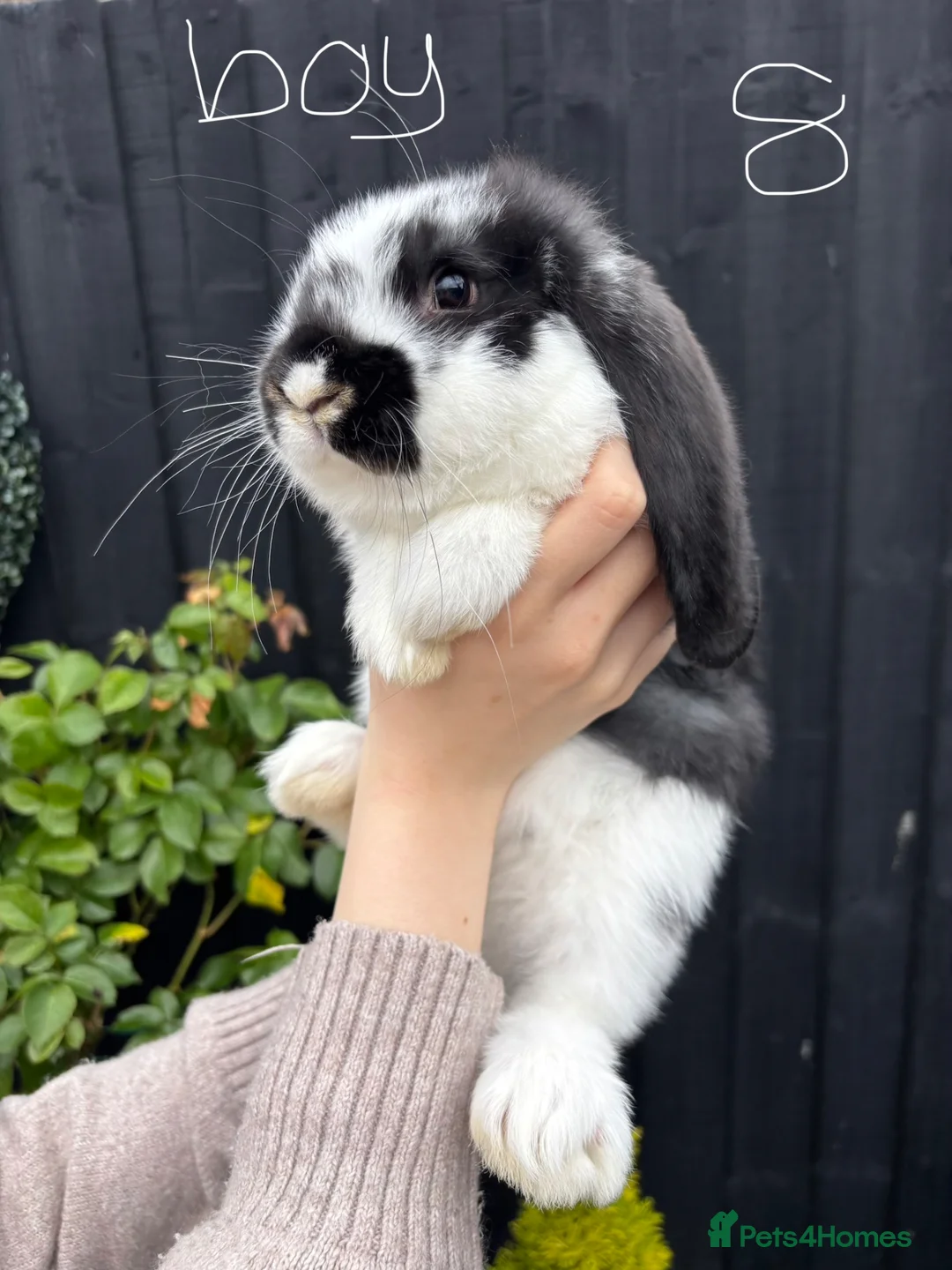French Lop rabbits for sale: French lops ❤️  - Advert 2