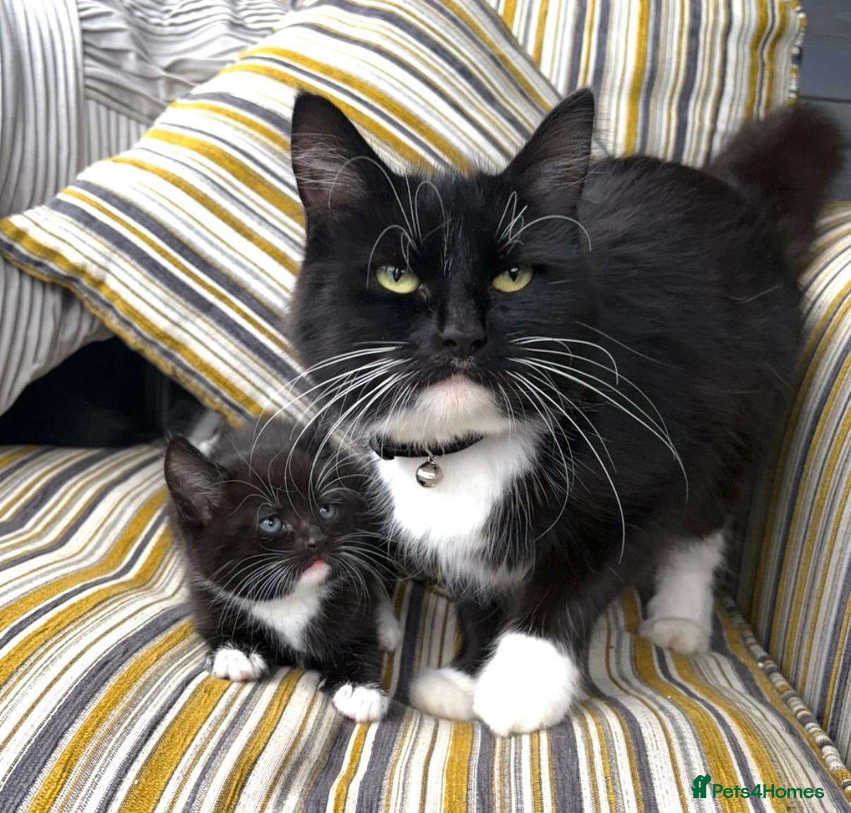 Mixed Breed cats Fluffy kittens ❤️ - Advert 2