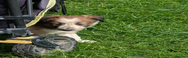 Pup 3