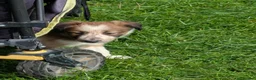 Mixed Breed dogs for sale: Collie/Lurcher puppies for sale - Advert 13