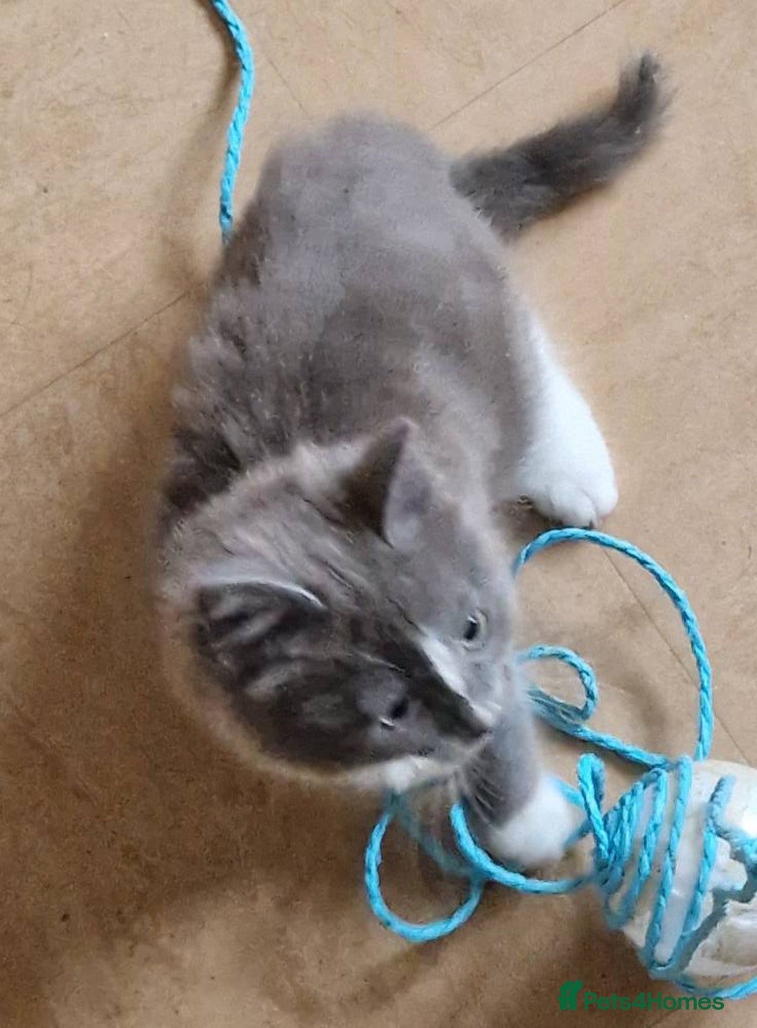 Mixed Breed cats for sale: absolutely beautiful grey female kitten  - Advert 5