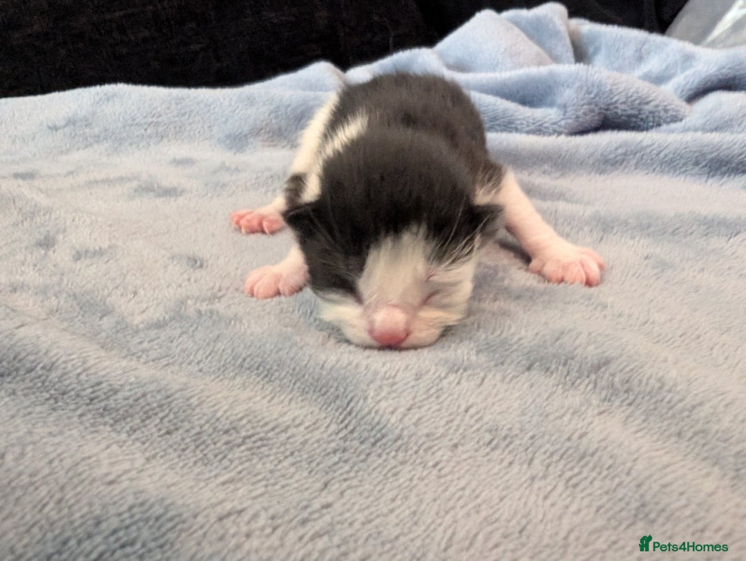 Mixed Breed cats for sale: 5 Kittens - Black, White, and Grey - Image 6