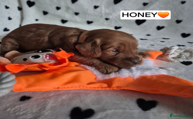 Cavapoo dogs - Advert 1