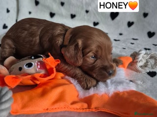 Cavapoo dogs for sale - Advert 1