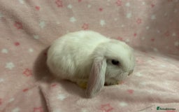 Mini Lop rabbits for sale: Mini Lop bunnies (3 Girls, 1 Boy) Ready to go - Image 6
