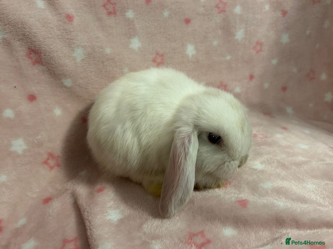 Mini Lop rabbits for sale: Mini Lop bunnies (3 Girls, 1 Boy) Ready to go - Image 6