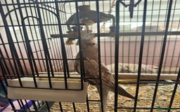 Parrots birds for sale: Parrot for sale with cage and food  - Image 1