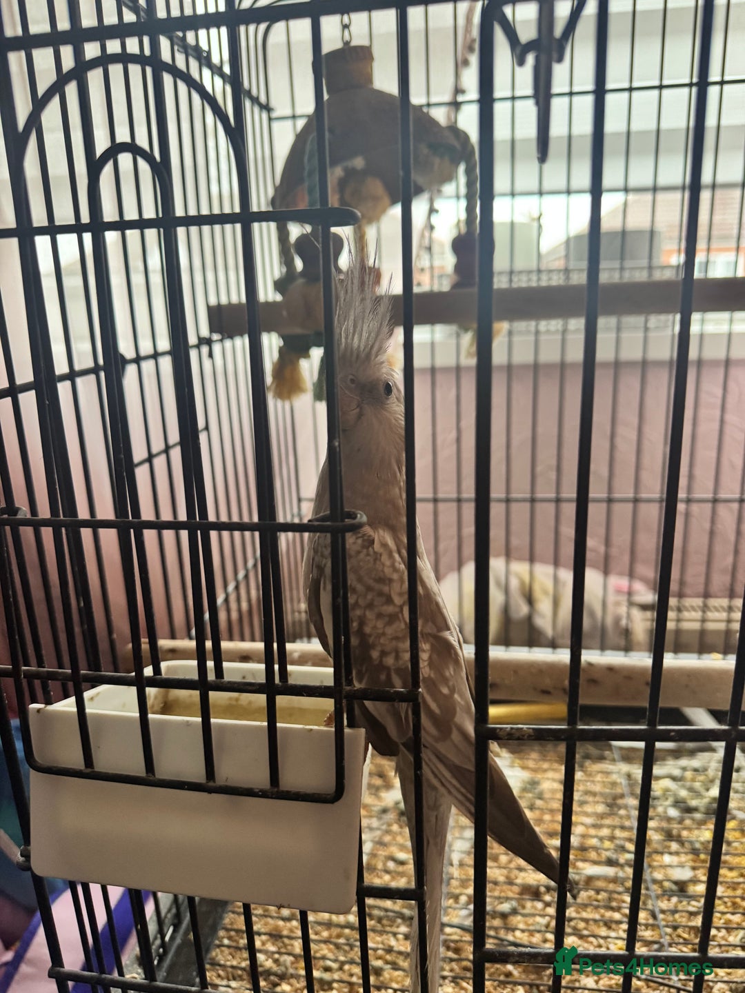 Parrots birds for sale: Parrot for sale with cage and food  - Image 1