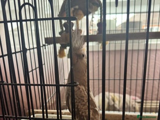 Parrots birds Parrot for sale with cage and food - Advert 6