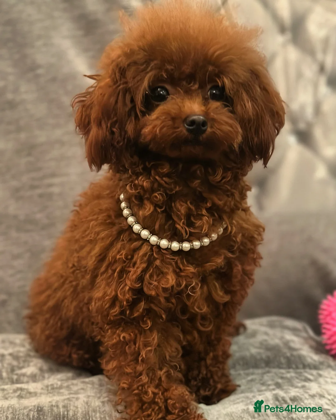 Toy Poodle dogs for sale: Asian Toy Poodle  - Advert 2