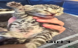 Mixed Breed cats for sale: Stunning  unique kittens  - Image 4