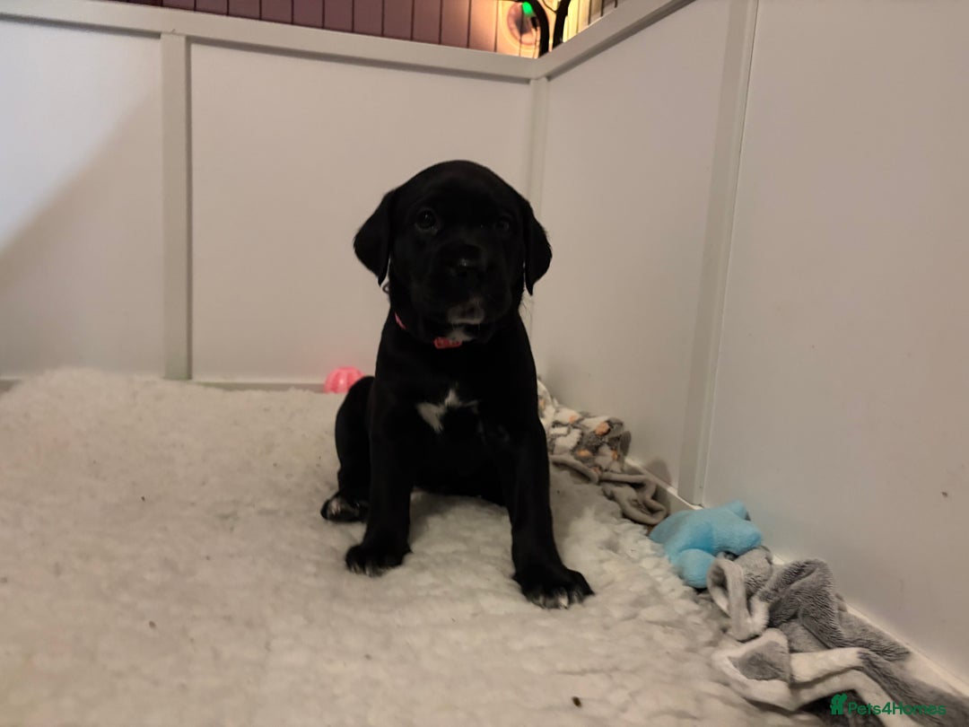 Mixed Breed dogs for sale: Beautiful Dalmador (lab X Dalmatian) puppies..!  - Advert 14