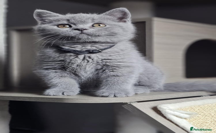 British Shorthair cats - Advert 2