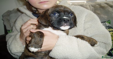 Boxer dogs - Advert 9