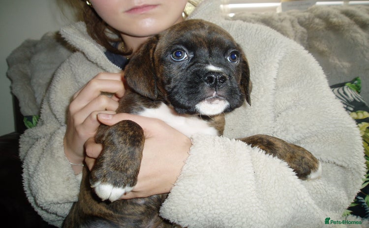 Boxer dogs - Advert 3